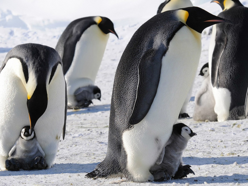 Императорские пингвины с детенышами