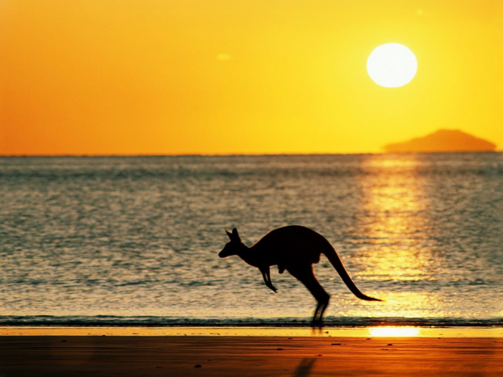 Kangaroo on the background of the sea in Australia