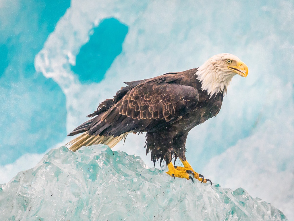 Орел сидит на глыбе льда