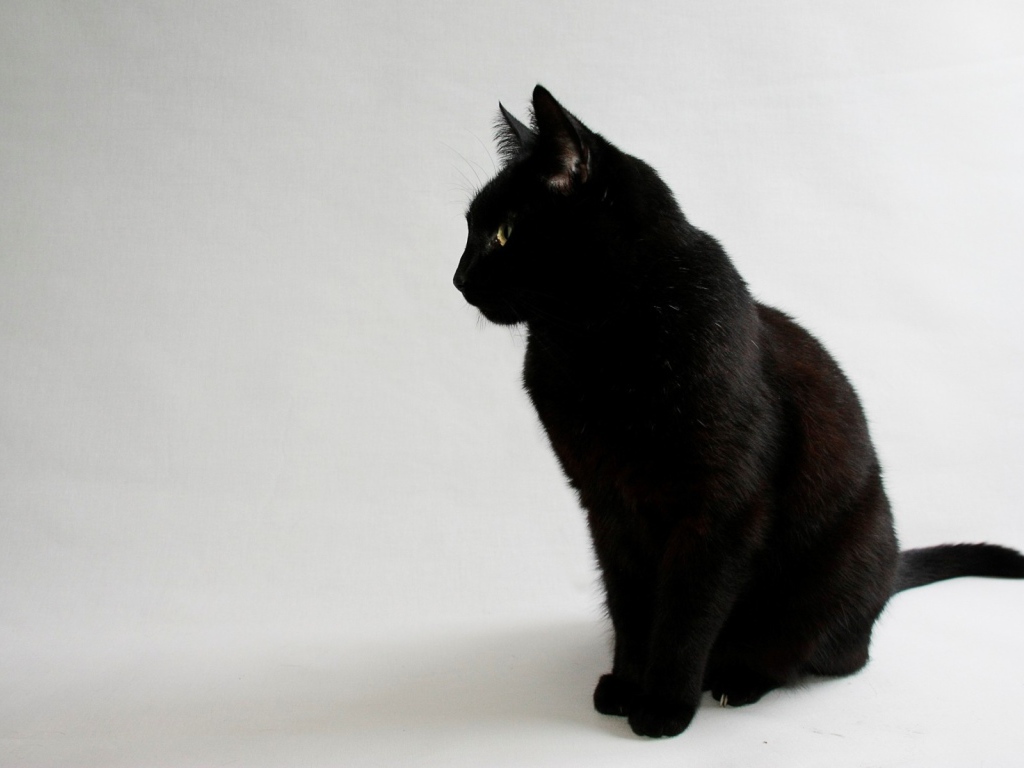 Черный кот на сером фоне