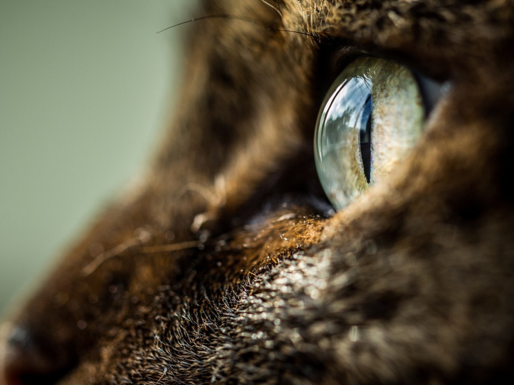 Глаз кота крупным планом