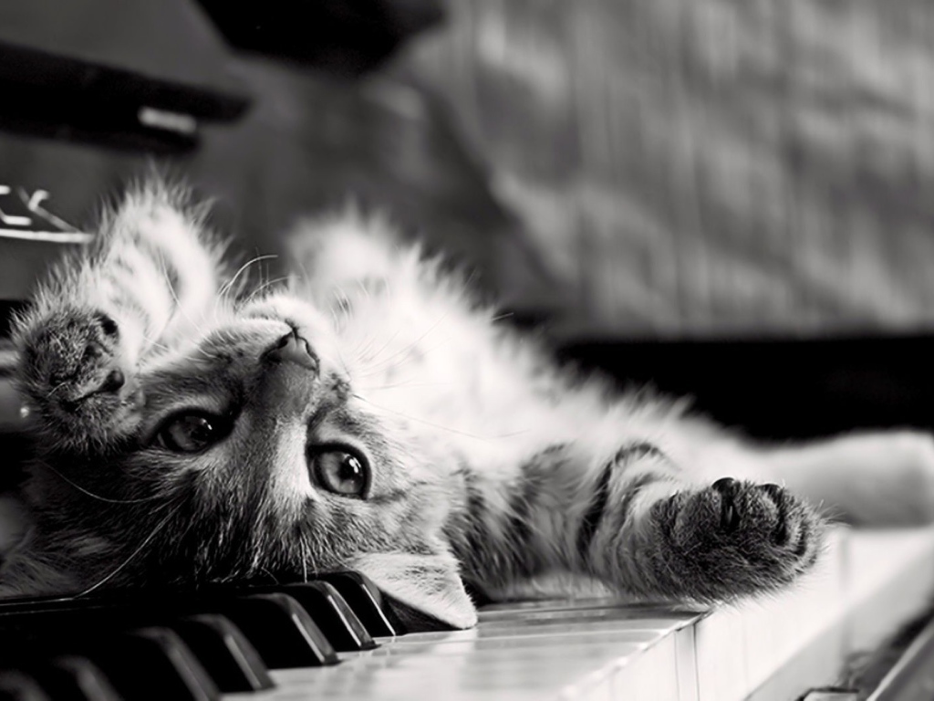 Кот лежит спиной на клавишах пианино