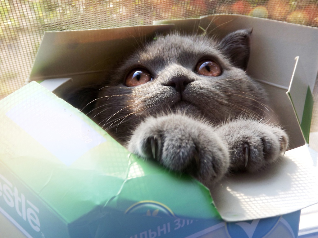 Серый кот в картонной коробке