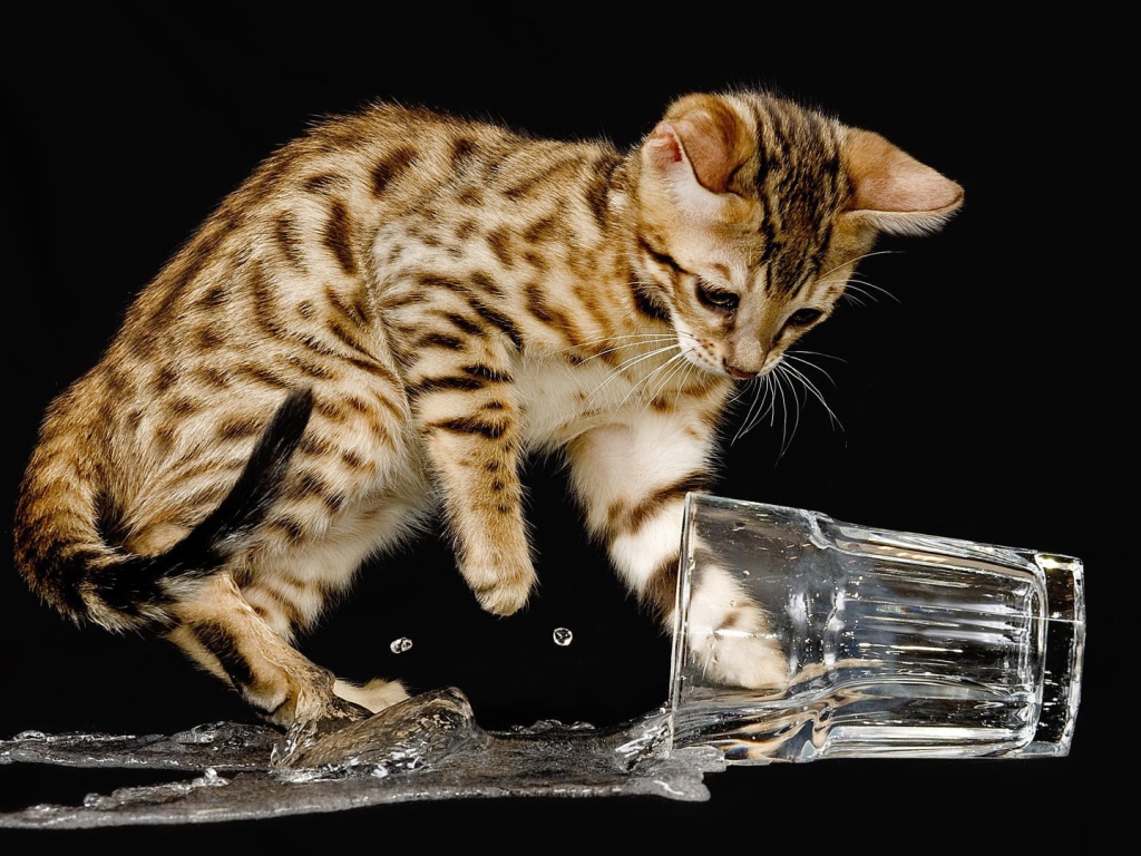 Kitten knocked over a glass of water