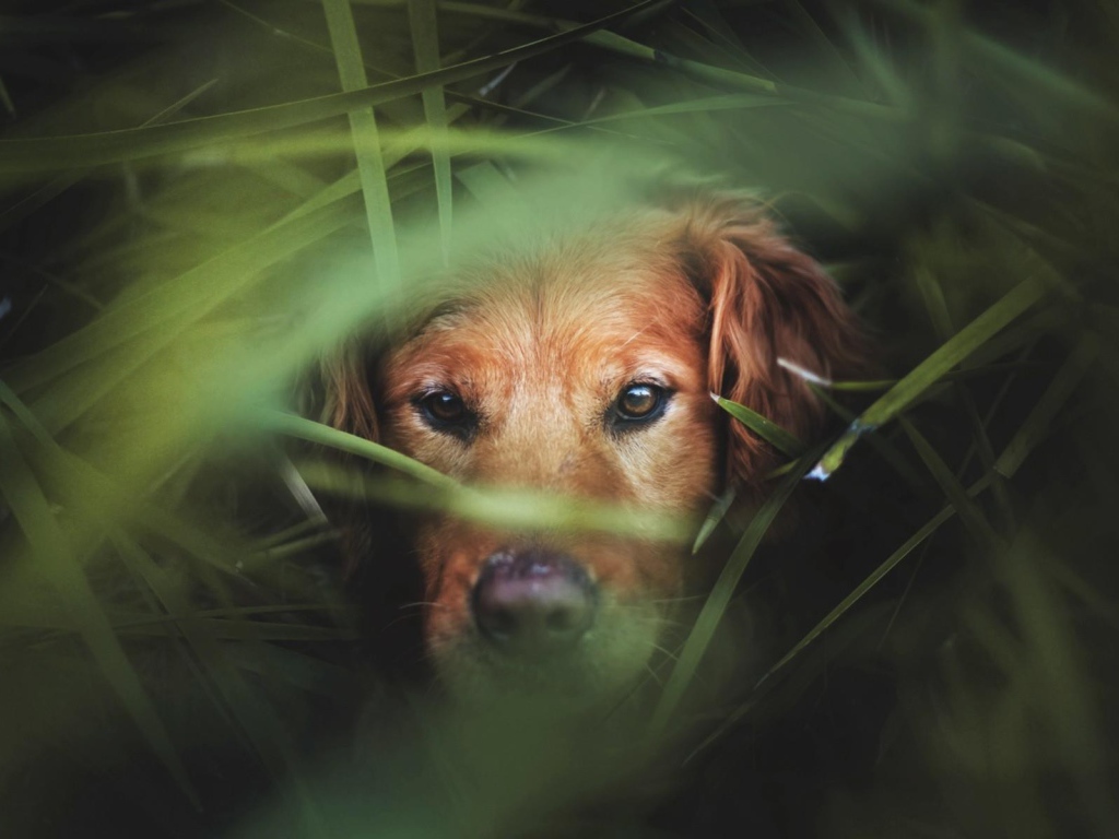 Коричневый пес в густой зеленой траве