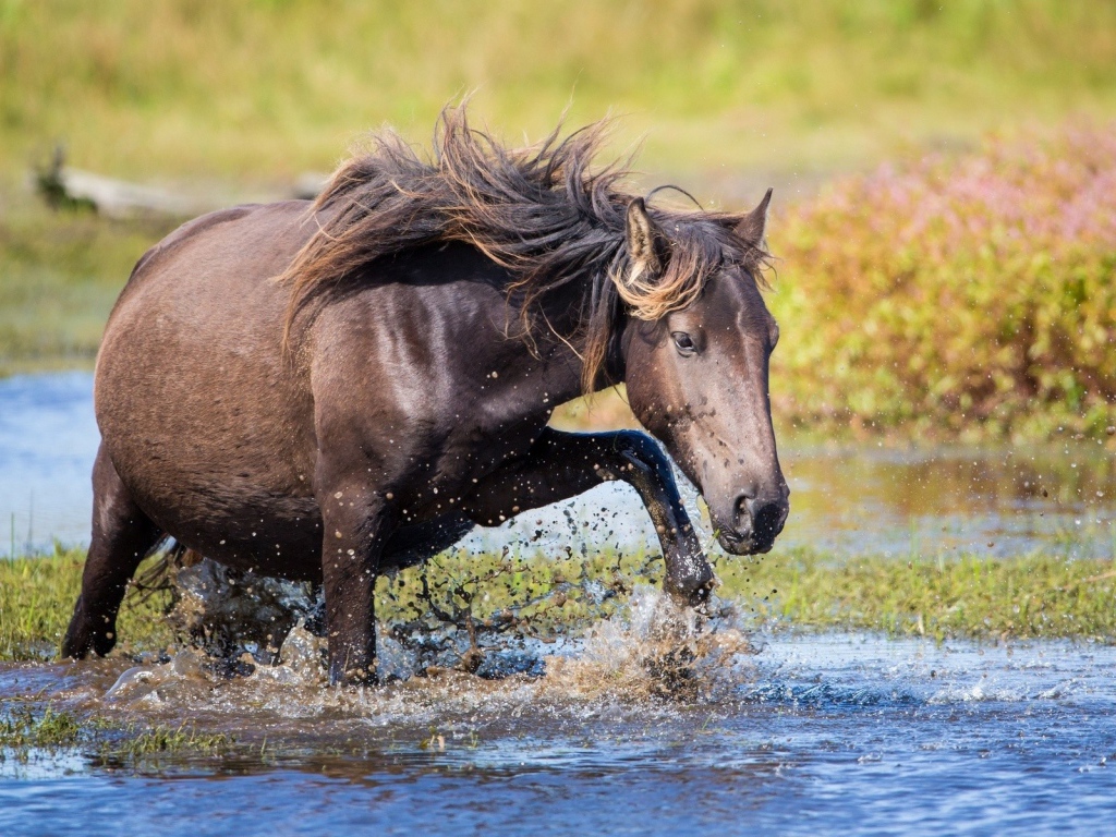 Конь пробирается через ручей