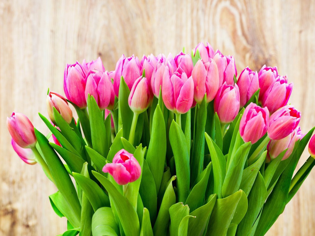Нежно розовые тюльпаны в букете на 8 марта
