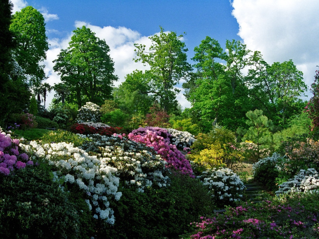 Цветущие кусты в весеннем саду