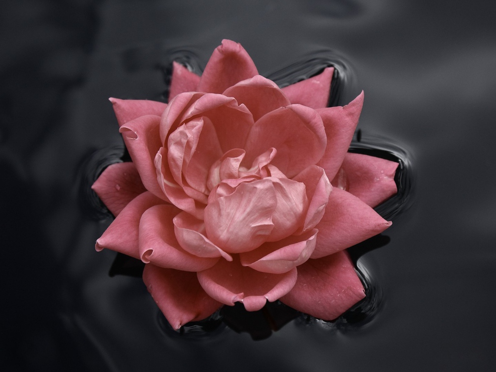 Розовая роза в воде