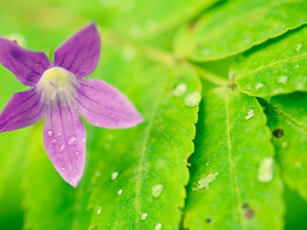 Фиолетовый цветок на мокрых листьях
