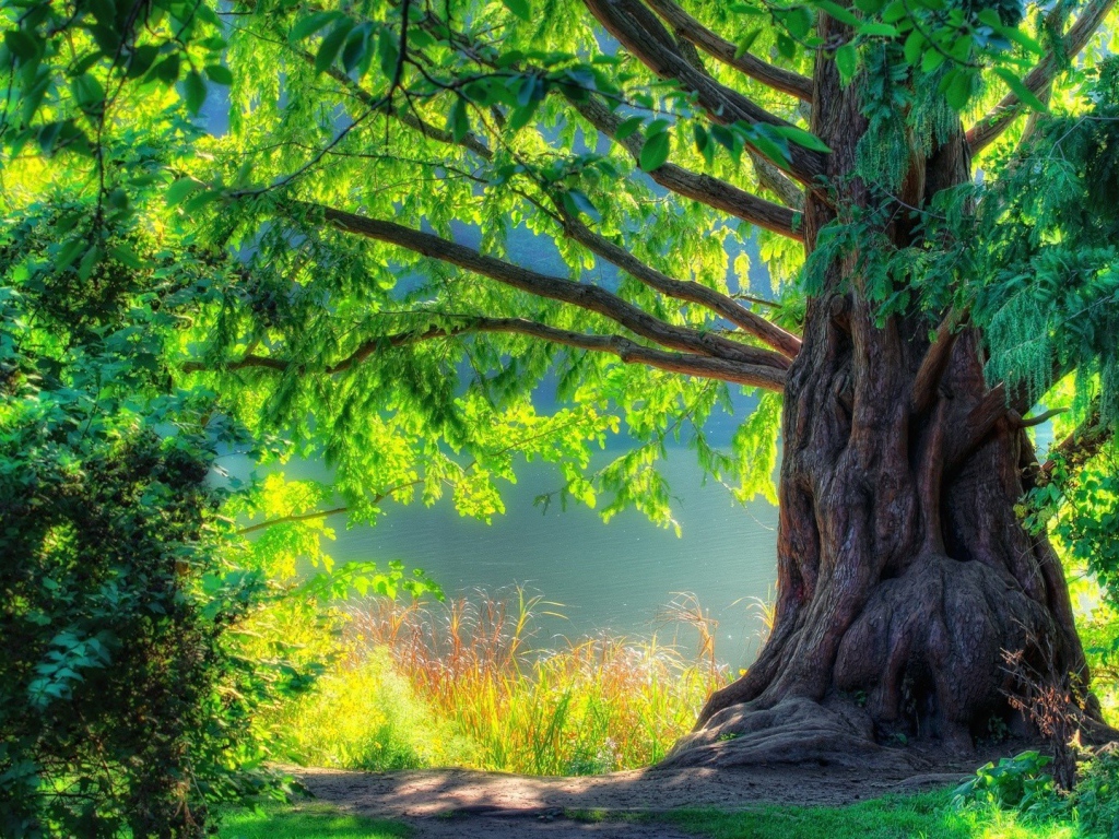 Великолепное старое дерево в лесу