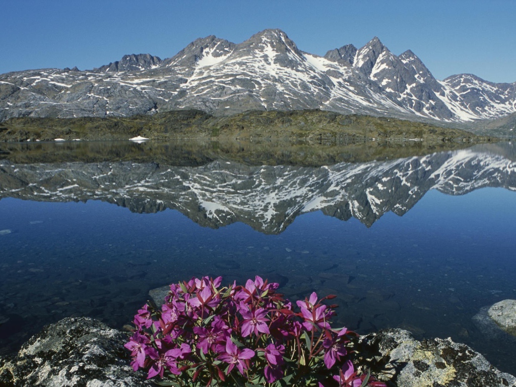 Цветы в горах у озера