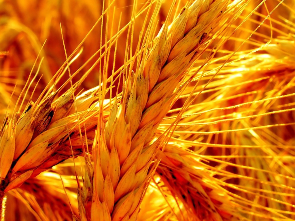 Макро фото оранжевой зрелой пшеницы