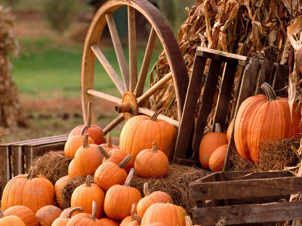 Autumn harvest of pumpkins in wooden wheel