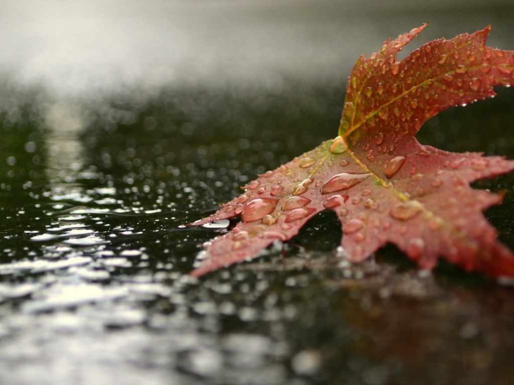 Красный кленовый лист на земле под дождем