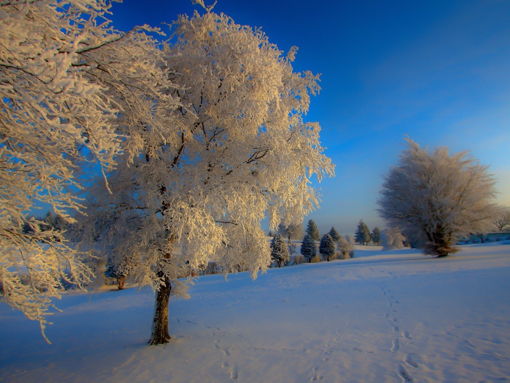 Следы зверей на снегу под деревьями