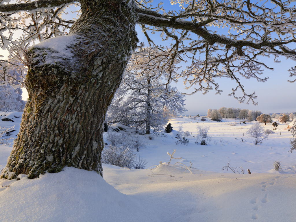 Толстое дерево в снегу
