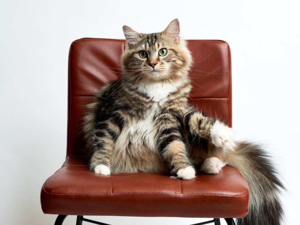 Кошка сидит в коричневом кресле на белом фоне