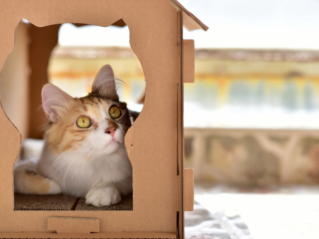 Красивый рыжий кот в картонной коробке 