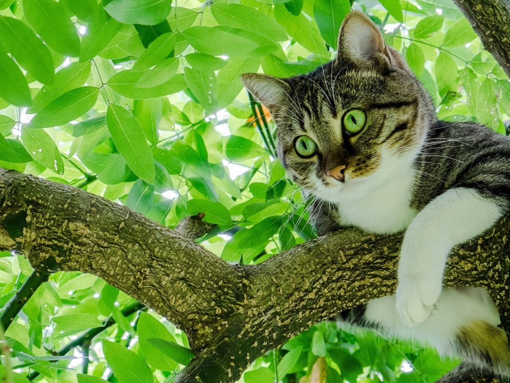 Серый кот с зелеными глазами сидит на ветке 
