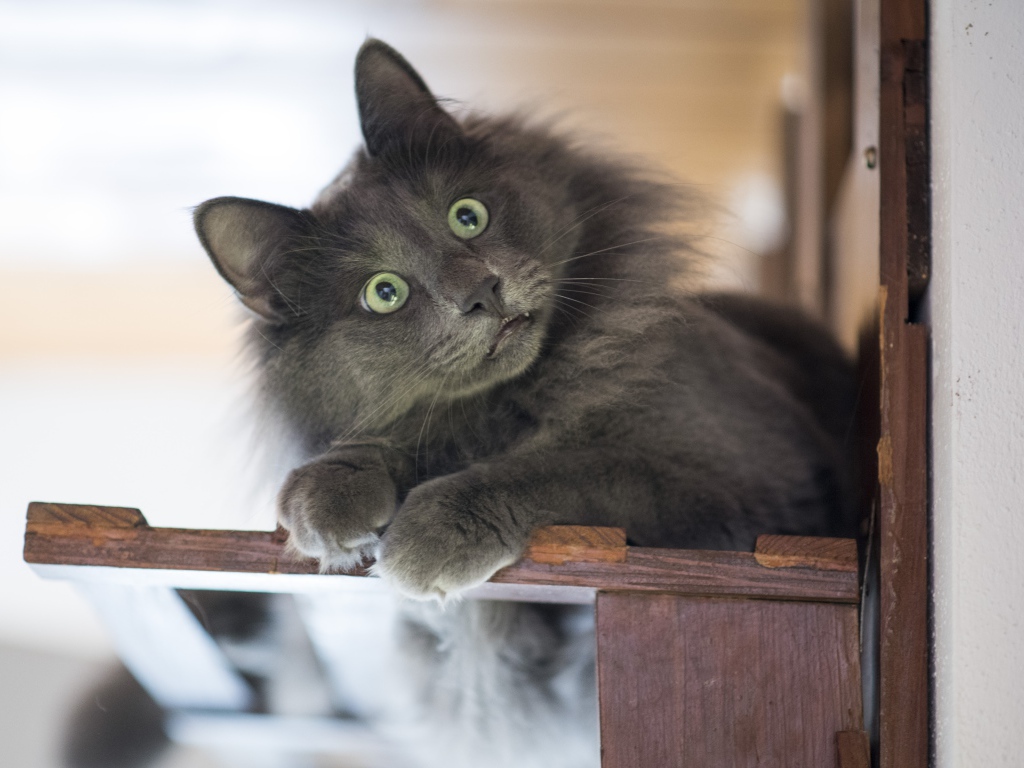 Удивленный взгляд зеленоглазого серого кота