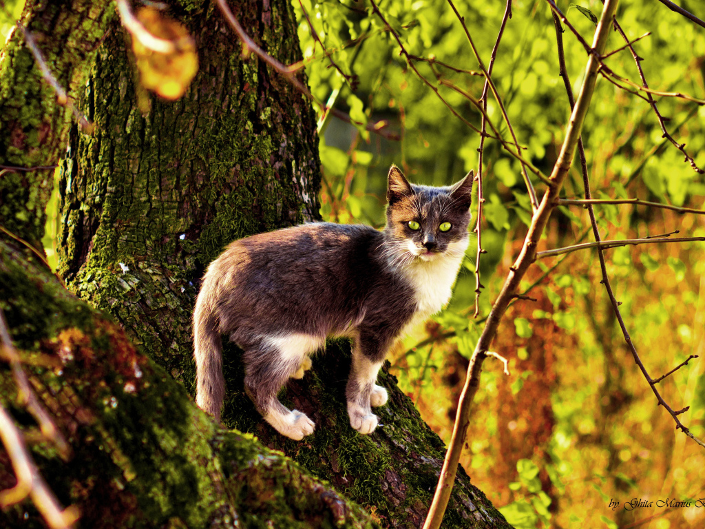 Трехцветная кошка на дереве осенью