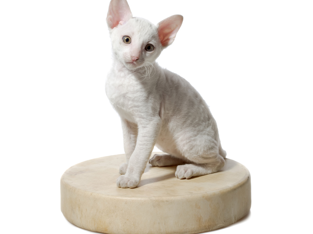 White Kitten Cornish Rex sits on a round cushion