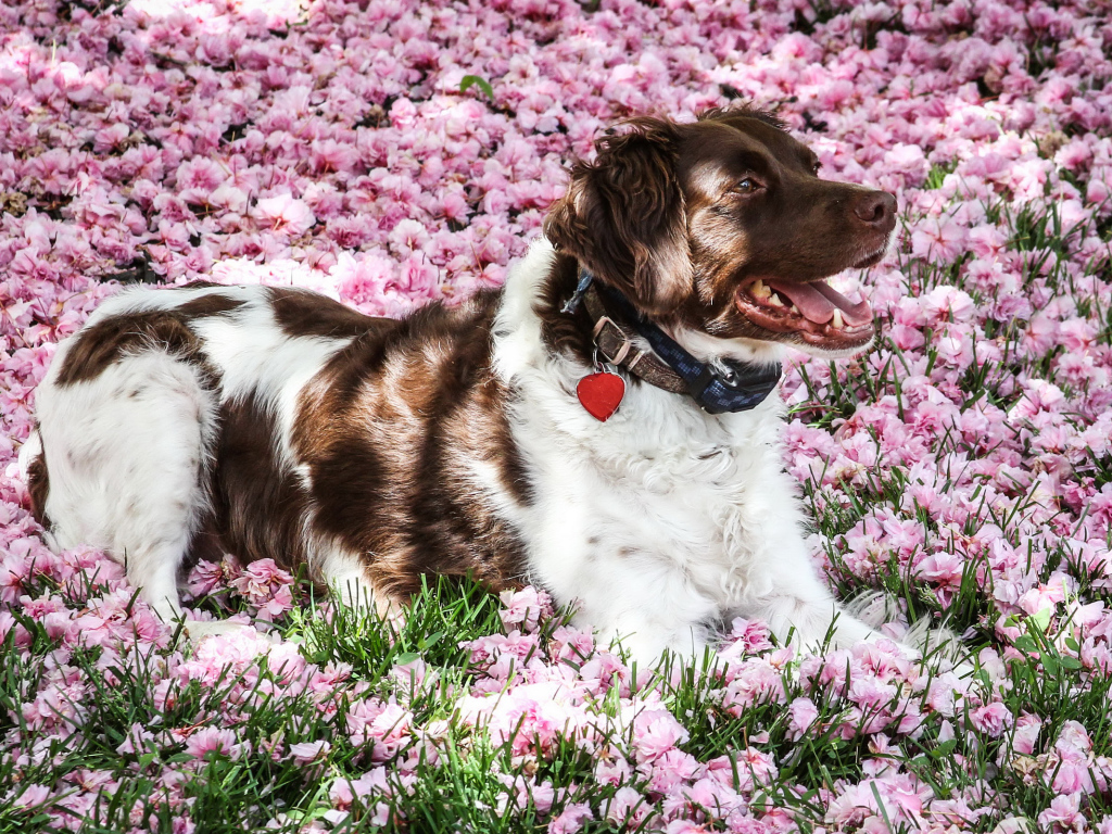 Австралийская овчарка лежит на розовых цветах 