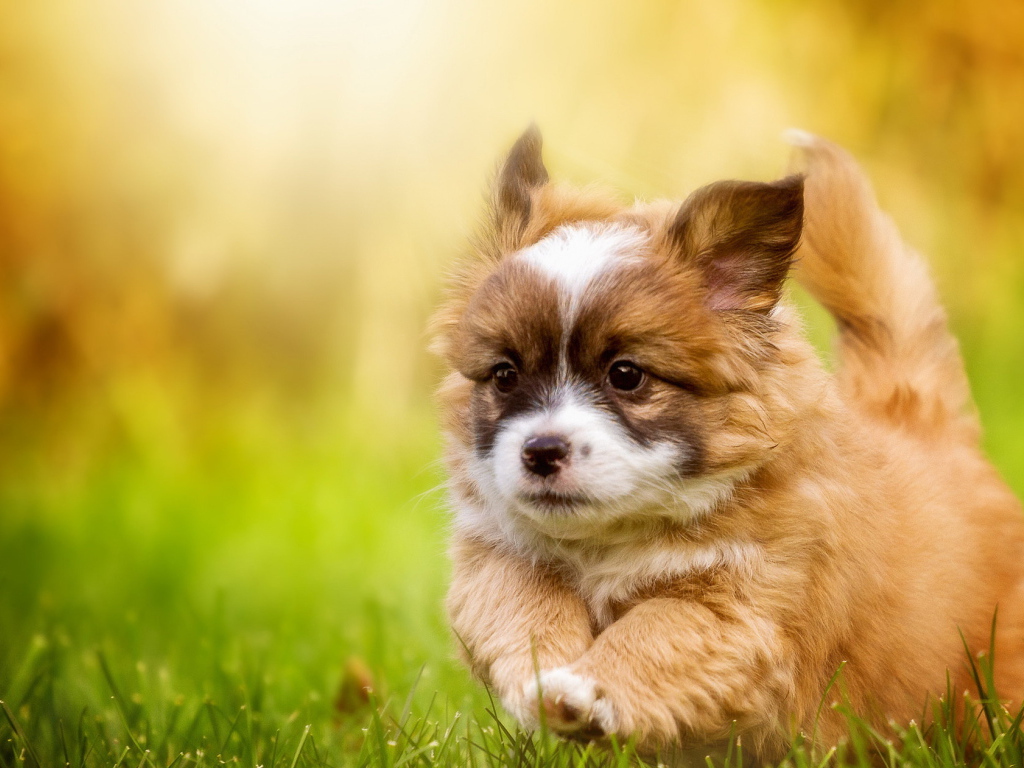 Забавный щенок вельш-корги бежит по зеленой траве