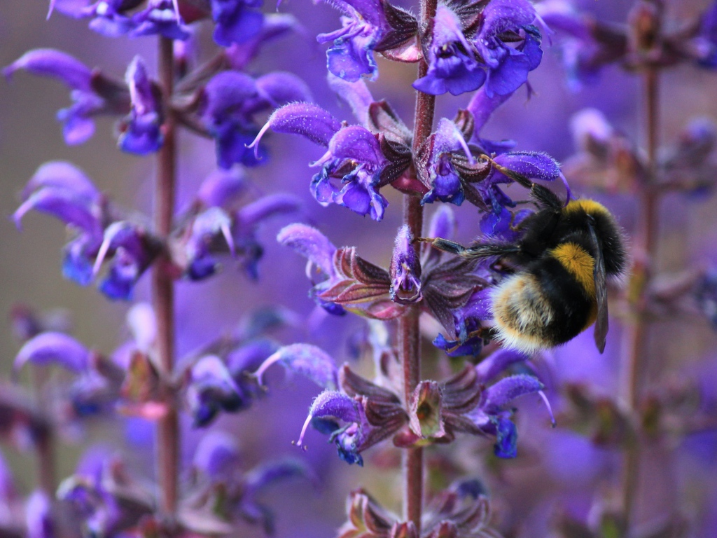 Пчела сидит на синем цветке лаванды