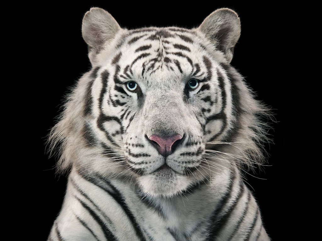Голубоглазый бенгальский тигр на черном фоне 