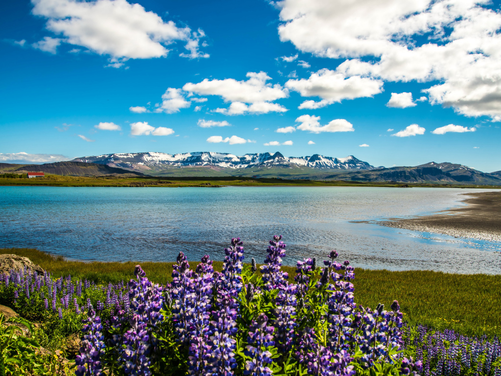 Люпины на берегу озера под красивым небом на фоне гор в Исландии