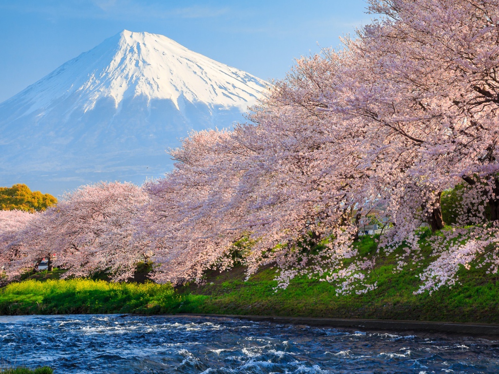 Pink flowering sakura trees by the river against the background of Mount Fuji, Japan