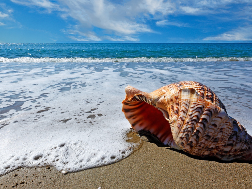 Красивая большая ракушка лежит на песке  у океана