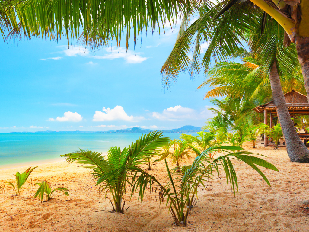 Тропический пляж с пальмами у океана