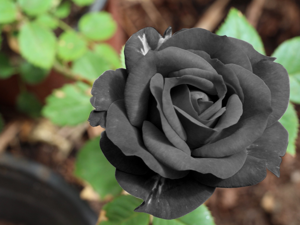 Цветок черной розы крупным планом