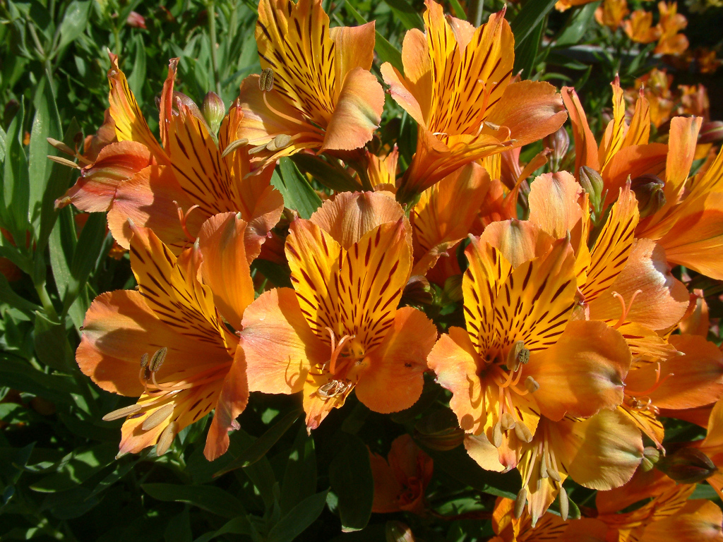 Orange flowers alstroemeria close-up
