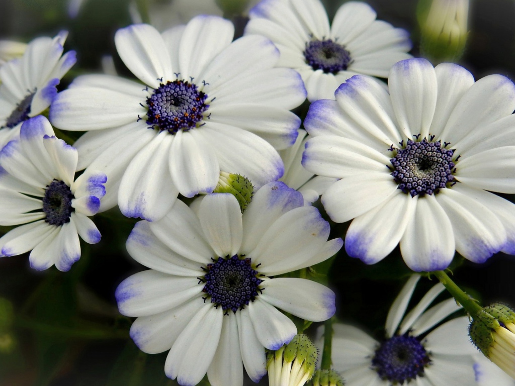 White Cineraria flowers with violet center