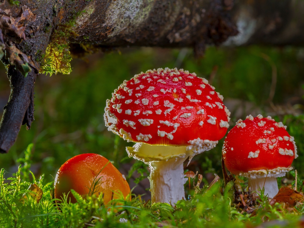 Яркие красные грибы мухоморы под корягой в лесу