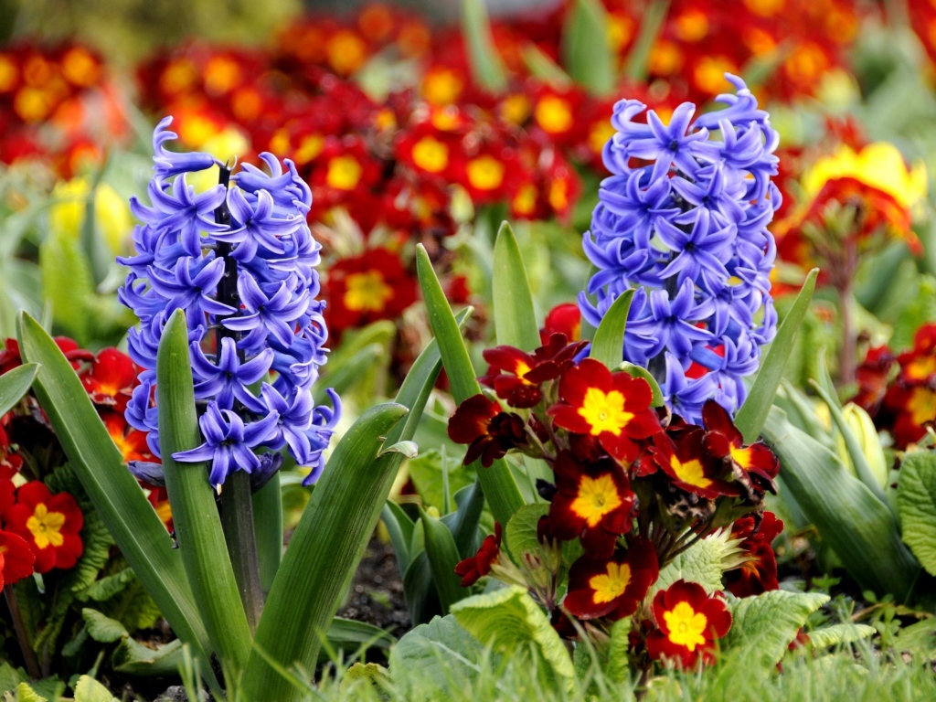 Синие весенние цветы гиацинты и примула на клумбе 