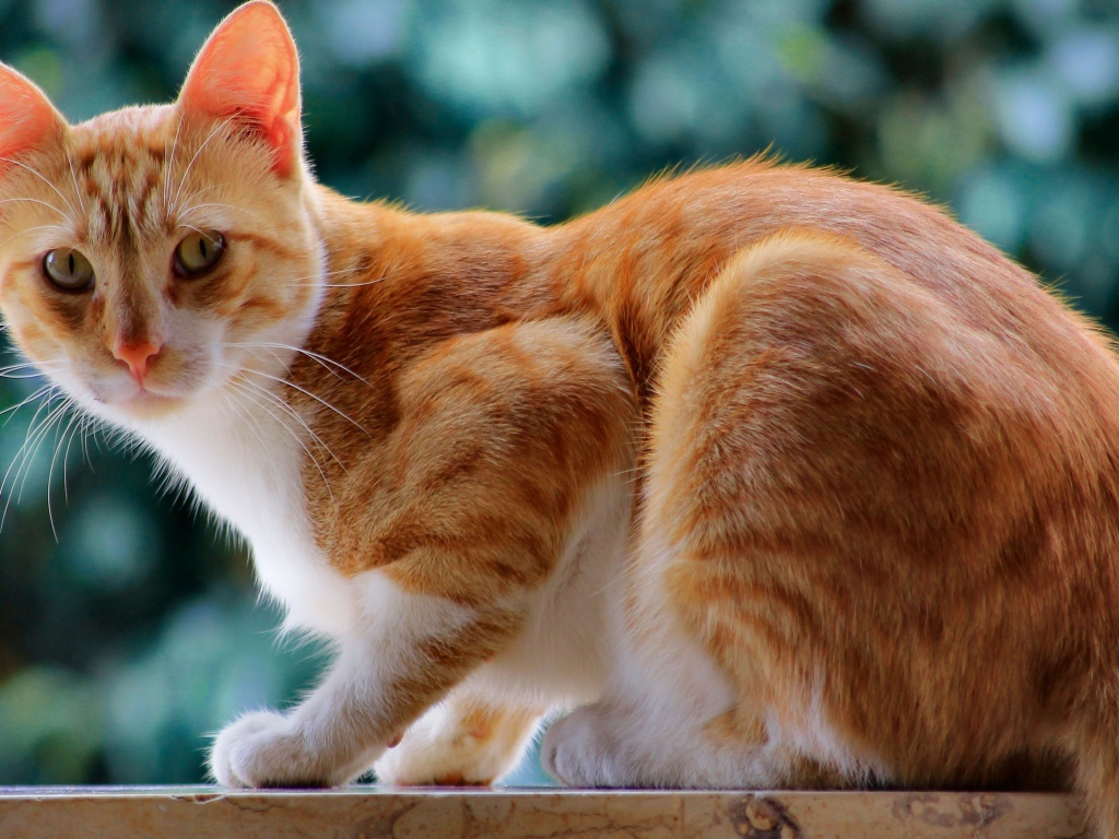 Красивый рыжий кот с длинными усами