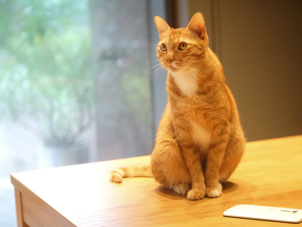 Рыжий кот сидит на столе с мобильным телефоном
