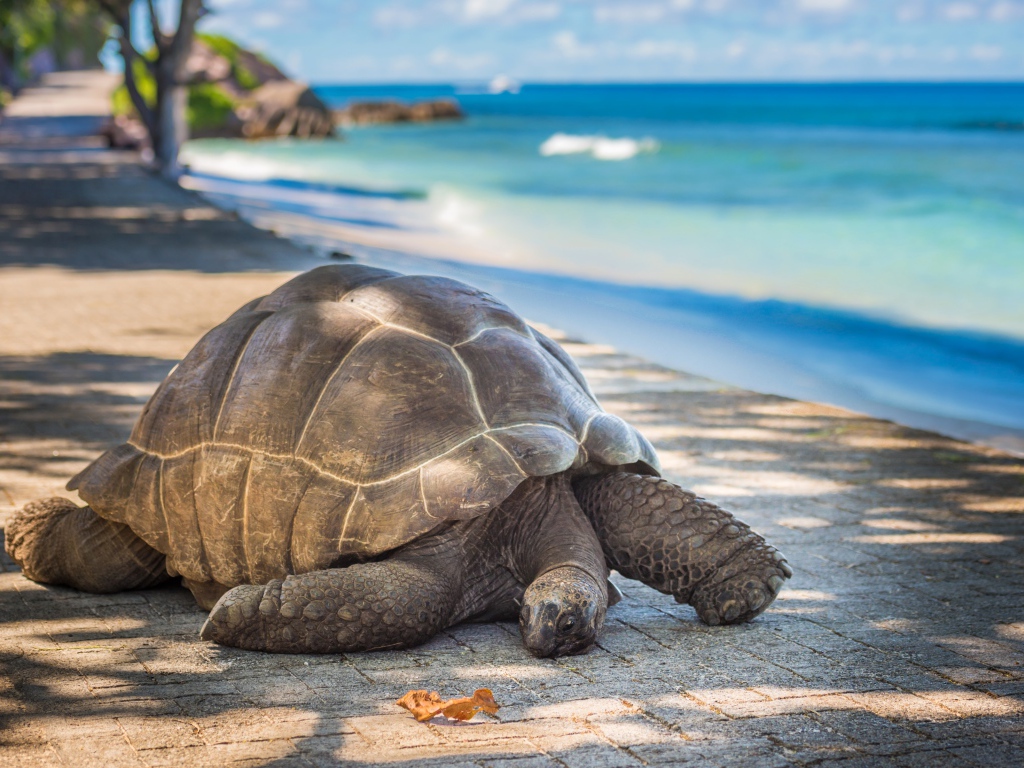 Гигантская черепаха на берегу