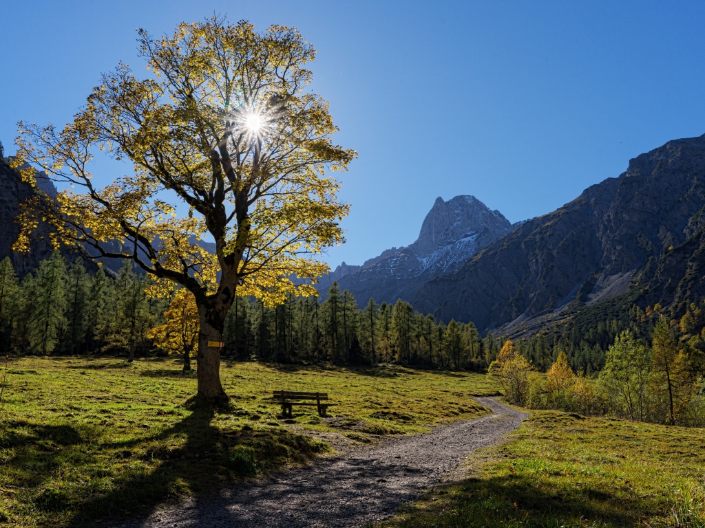 Tree with green leaves in the sun against the backdrop of the mountains