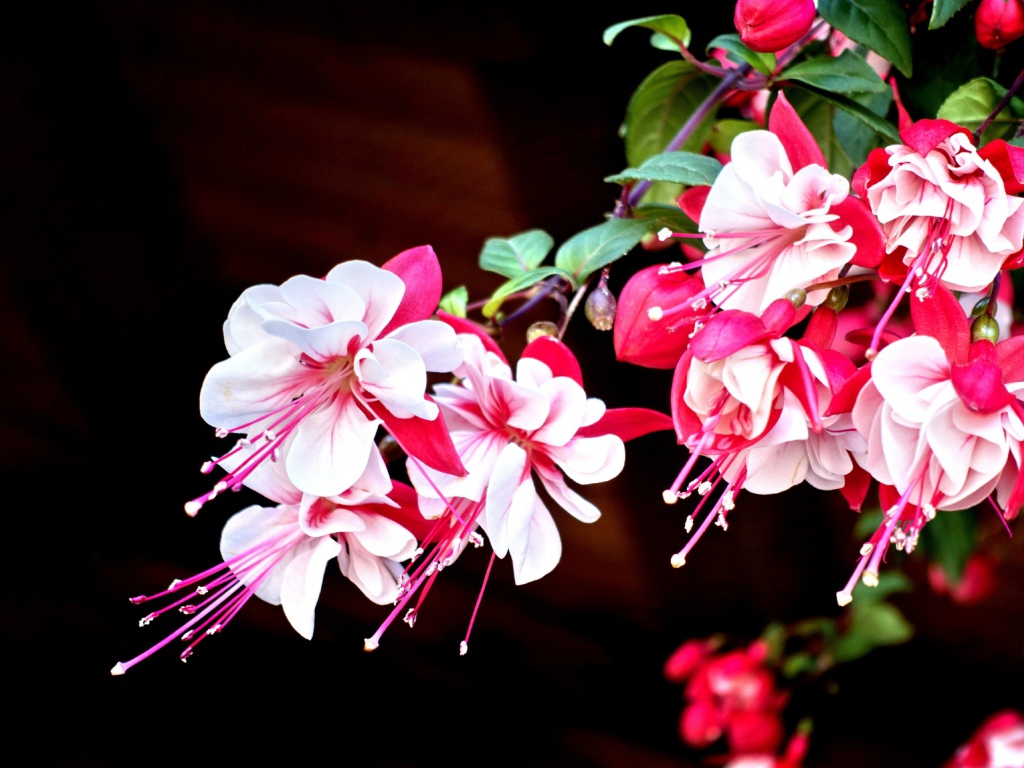 Красивые розово-белые цветы фуксия