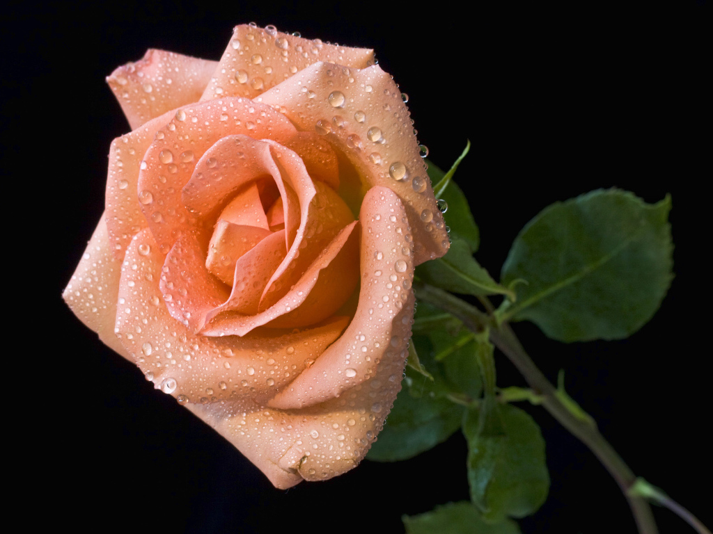 Оранжевый цветок розы в каплях росы на черном фоне