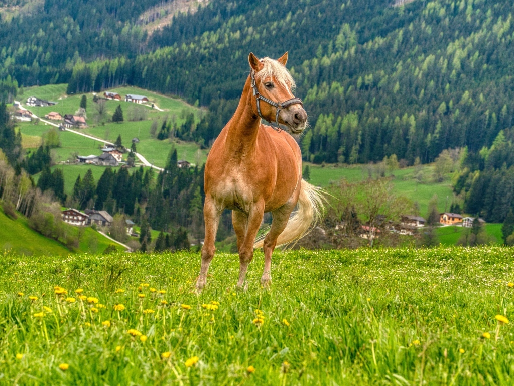 Коричневый конь скачет по зеленой траве