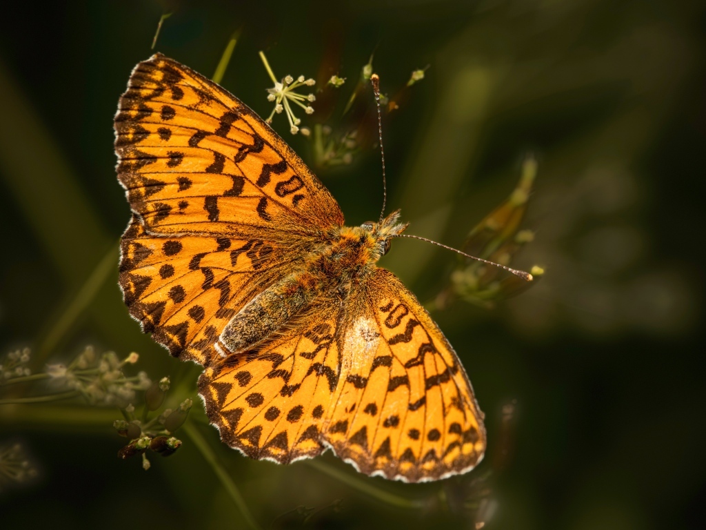 Большая коричневая бабочка сидит на траве