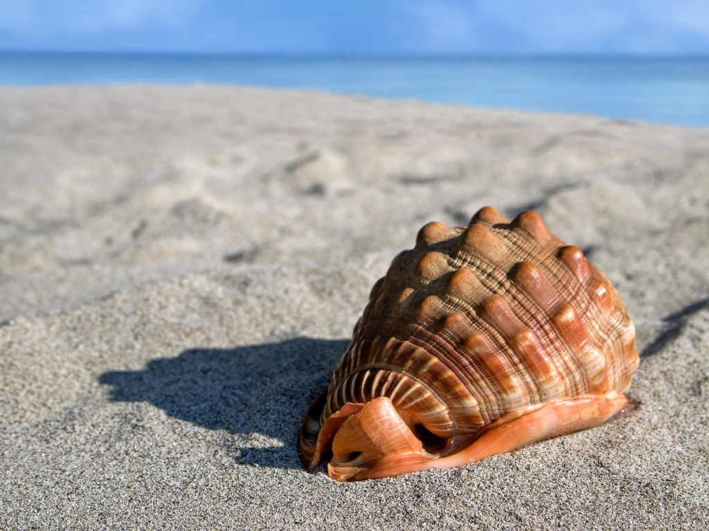 Большая ракушка лежит на морском песке 