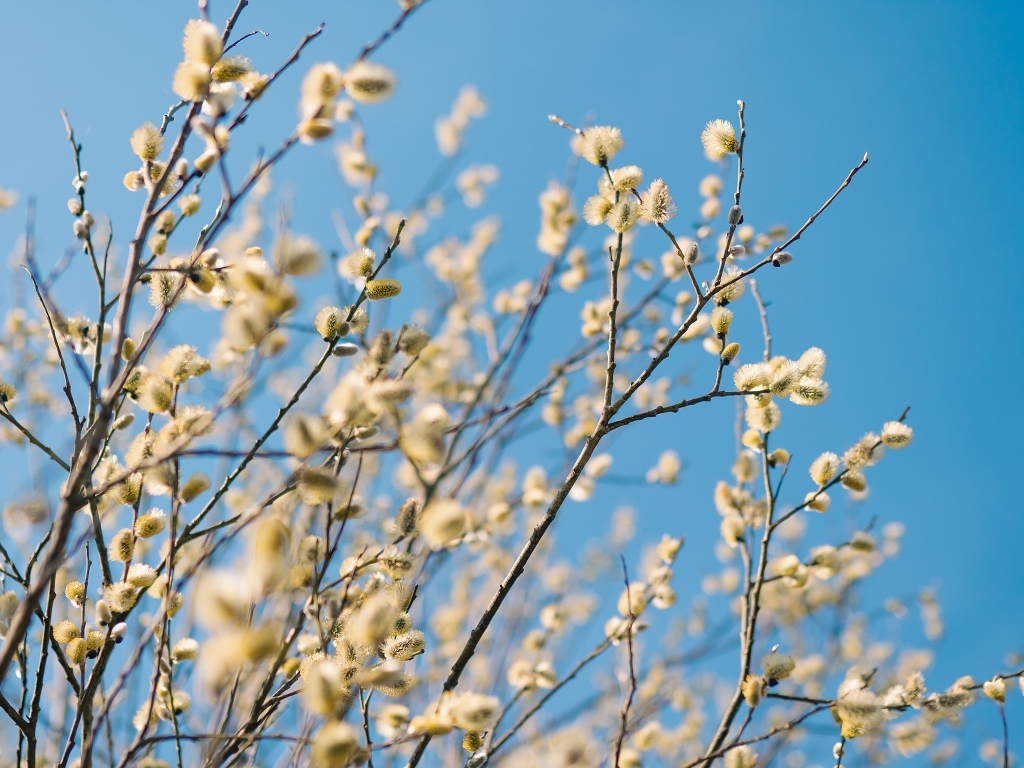 Ветки цветущей вербы на фоне голубого неба весной
